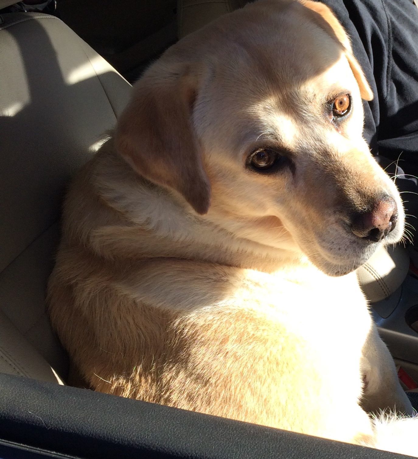 Pic of the Litter: Sarge